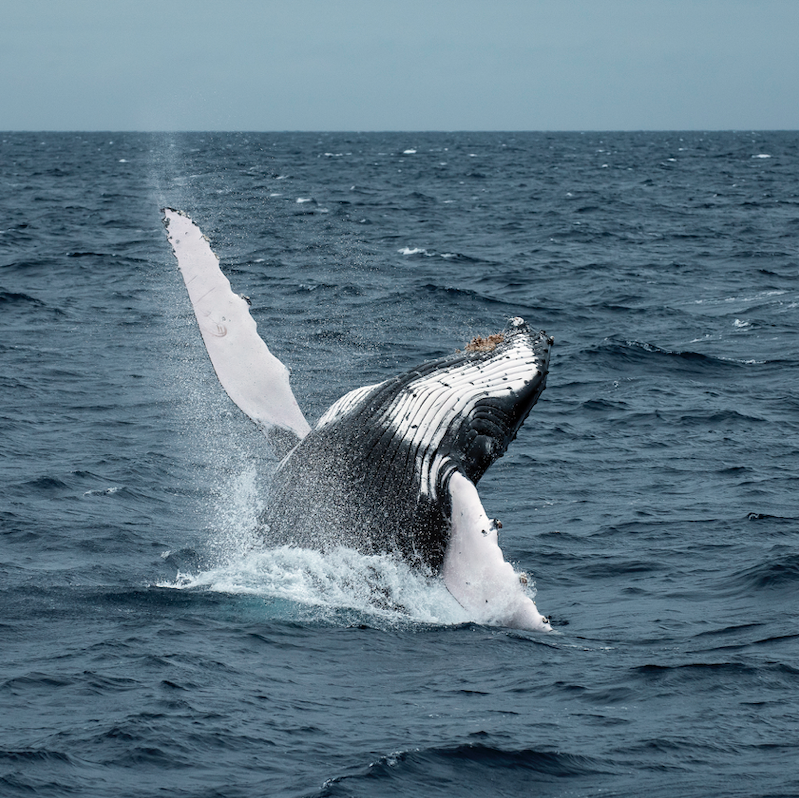 Whale Wave, Love the Ocean Gallery